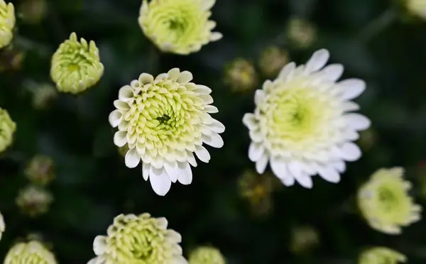 Csokor Gyönyörű Virágok Nyári Koncepció Közelről — Stock Fotó