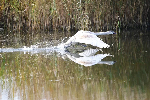 Vacker Vit Svan Flyger Över Sjö Vattenytan Sommardagen — Stockfoto