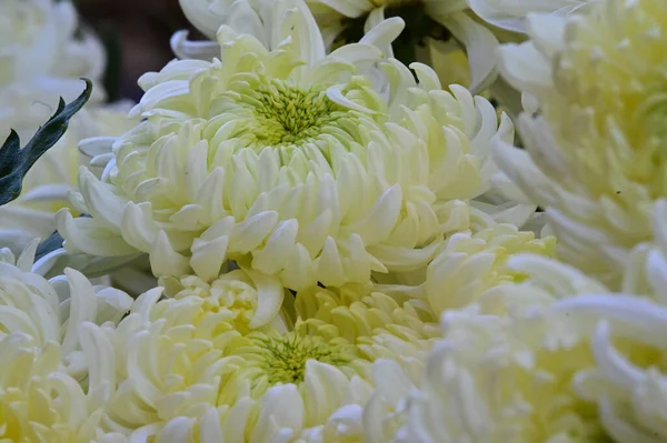 Něžné Krásné Kvetoucí Květiny Zavřít — Stock fotografie