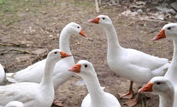 Schöne Weiße Gänse Freien Sommertagen — Stockfoto