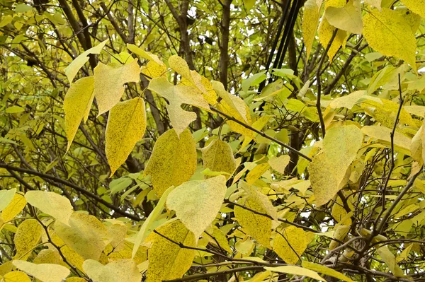 公园里的秋天树叶 — 图库照片