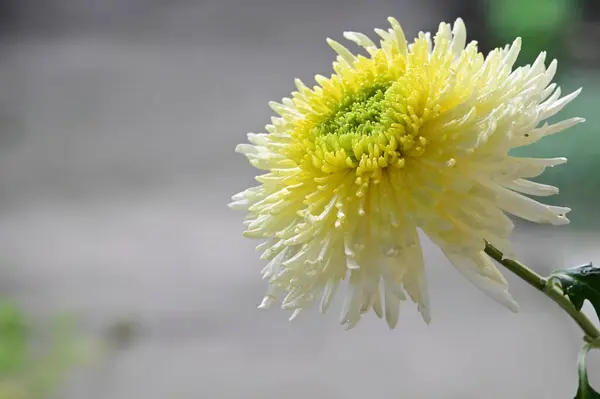 Zarte Schöne Blühende Blumen Nahaufnahme — Stockfoto