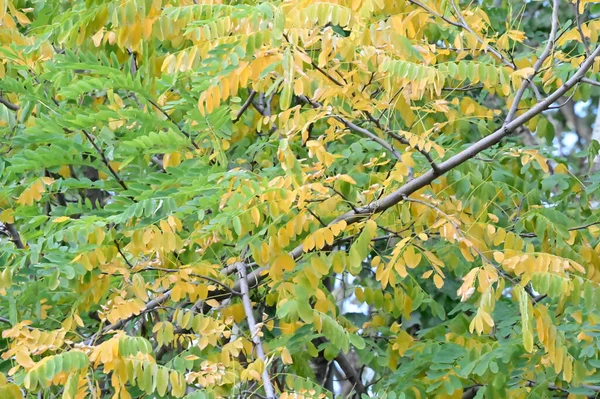Sarı Yapraklı Sonbahar Ağacı Dalları Manzarası — Stok fotoğraf