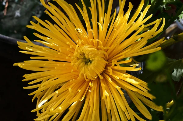 Anbud Vackra Blommande Blommor Närbild — Stockfoto