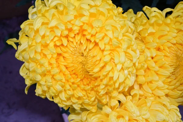 美しい花の花束夏のコンセプト近景 — ストック写真