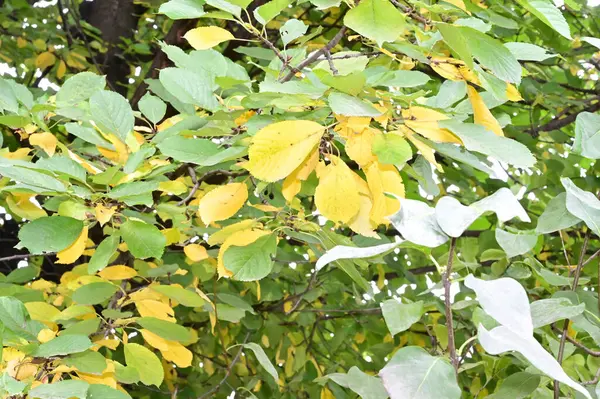 Blick Auf Herbstzweige Mit Gelben Blättern — Stockfoto