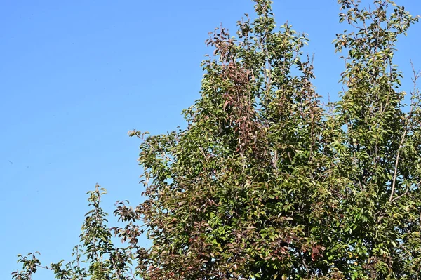 Vista Dei Rami Degli Alberi Autunnali Con Foglie Gialle — Foto Stock