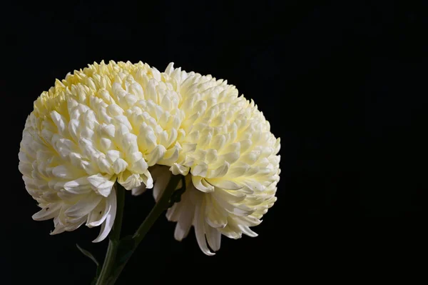 아름다운 꽃들의 꽃다발 가까이 — 스톡 사진