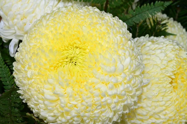 美しい花の花束夏のコンセプト近景 — ストック写真