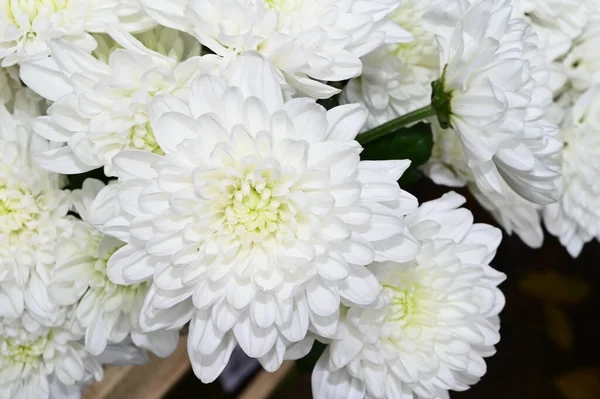 Bukiet Pięknych Kwiatów Koncepcja Latem Widok Bliska — Zdjęcie stockowe