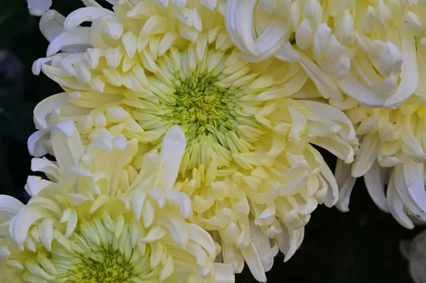 Tender Beautiful Blooming Flowers Close — Stock Photo, Image