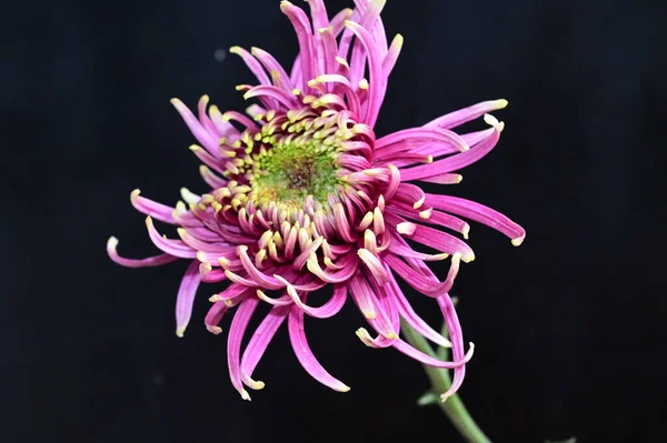 Hermosa Flor Que Crece Jardín Verano Día Soleado — Foto de Stock