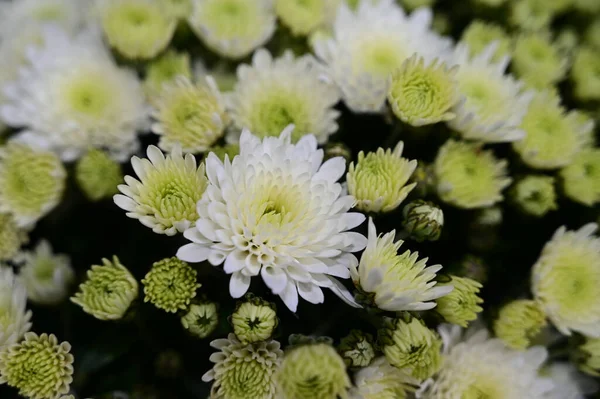 Bouquet Beautiful Flowers Summer Concept Close View — Stock Photo, Image