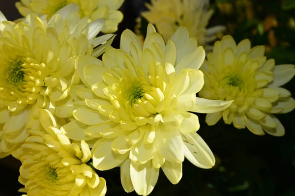 Tendres Belles Fleurs Florissantes Gros Plan — Photo