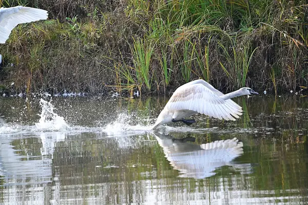 Vackra Vita Svanar Simmar Sjö Vattenytan Sommardagen — Stockfoto