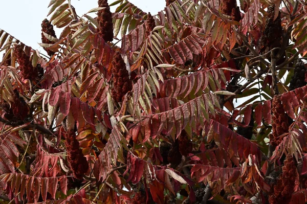 Uitzicht Herfstboomtakken Met Gele Bladeren — Stockfoto