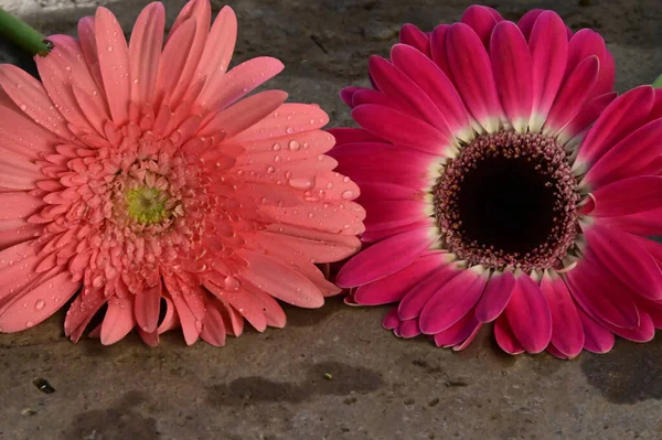 Schöne Blumen Auf Dem Boden Sommerkonzept Nahsicht — Stockfoto