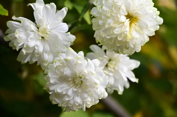 Tendres Belles Fleurs Florissantes Gros Plan — Photo