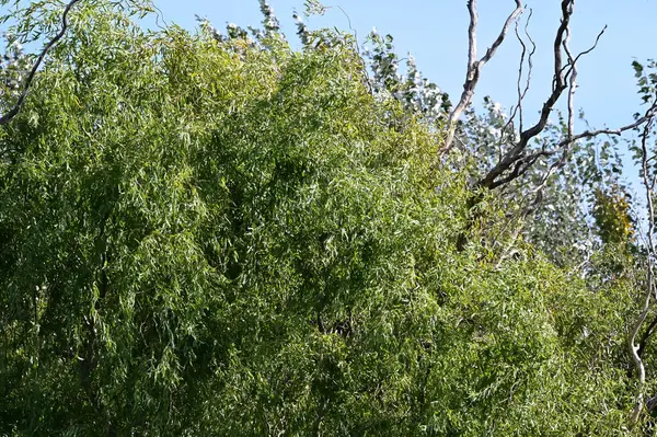 Malerischer Blick Auf Bäume Mit Grünen Blättern Vor Blauem Sommerhimmel — Stockfoto
