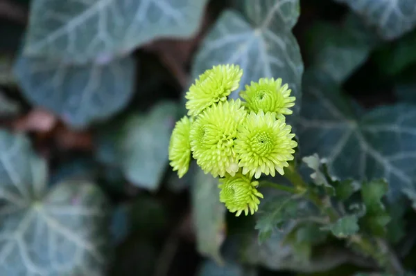 Tere Mooie Bloeiende Bloemen Close — Stockfoto