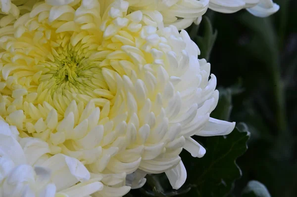 Tendres Belles Fleurs Florissantes Gros Plan — Photo