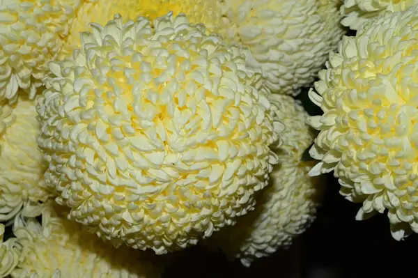 美しい花の花束夏のコンセプト近景 — ストック写真