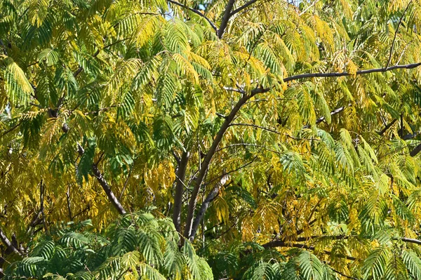 Pohled Podzimní Větve Stromů Žlutými Listy — Stock fotografie