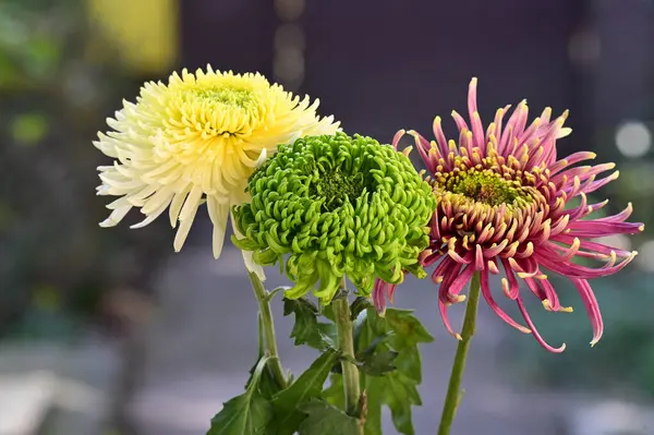 Tender Beautiful Blooming Flowers Close — Stock Photo, Image