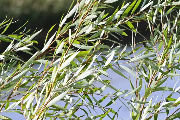 阳光普照的大草坪在河边生长的景象 — 图库照片