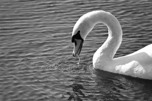 Hermoso Cisne Blanco Nadando Superficie Del Agua Del Lago Día — Foto de Stock