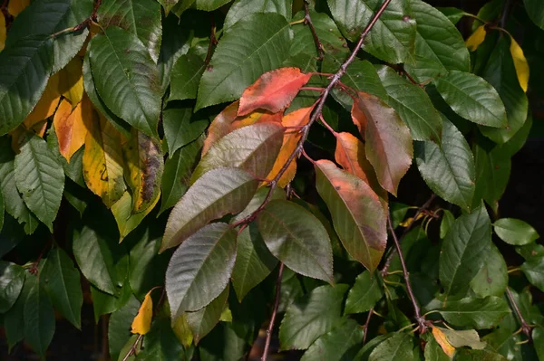 Vista Ramas Árboles Otoñales Con Hojas Amarillas — Foto de Stock