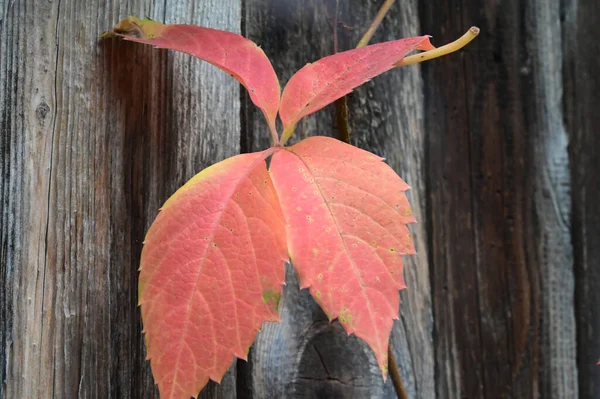 Nahaufnahme Von Herbstblättern — Stockfoto