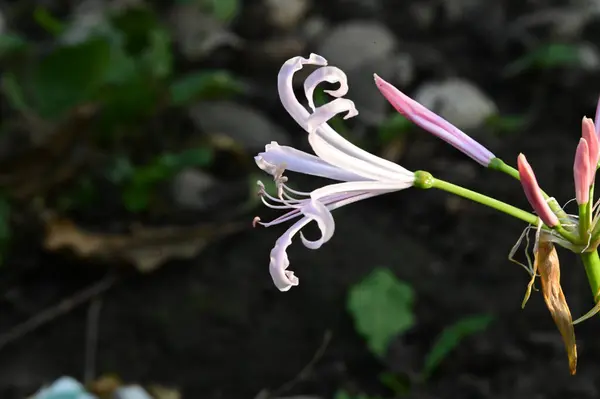 Mooie Bloemen Groeien Tuin Zomer Zonnige Dag — Stockfoto