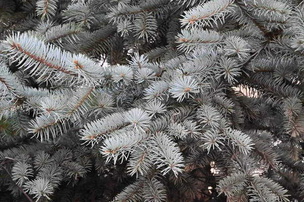 Takken Van Blauwe Sparren Tuin Dichtbij Uitzicht — Stockfoto