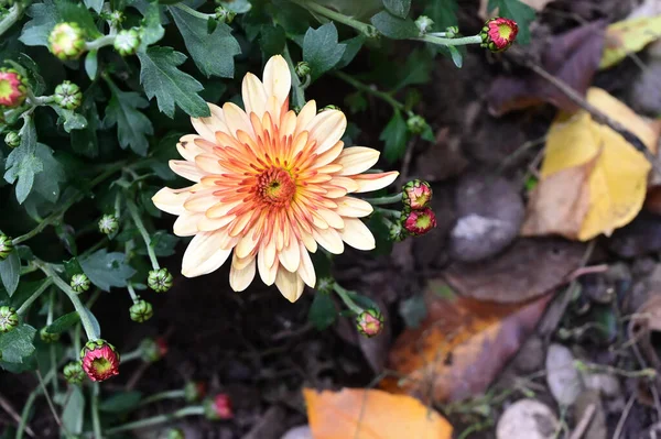 Bir Buket Güzel Çiçek Yaz Konsepti Yakın Manzara — Stok fotoğraf