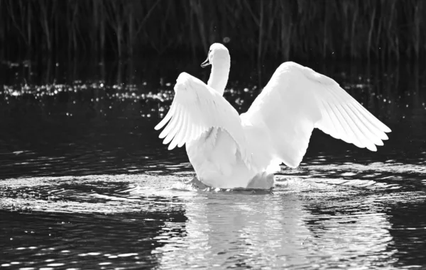 Hermoso Cisne Blanco Nadando Superficie Del Agua Del Lago Día — Foto de Stock