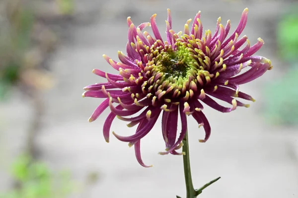 Tendres Belles Fleurs Florissantes Gros Plan — Photo