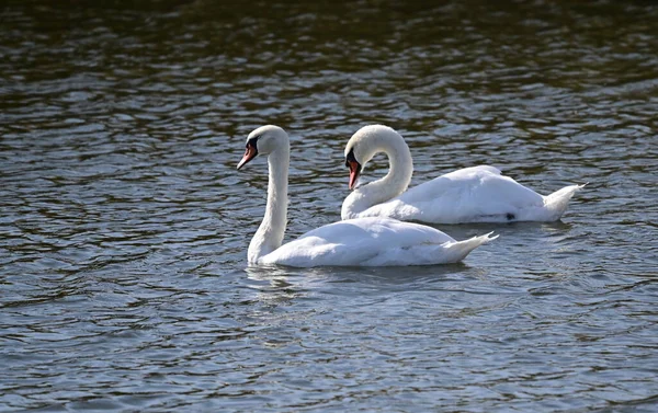 Hermosos Cisnes Blancos Nadando Superficie Del Agua Del Lago Día — Foto de Stock