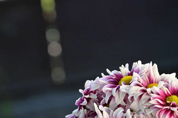 아름다운 꽃들의 꽃다발 가까이 — 스톡 사진