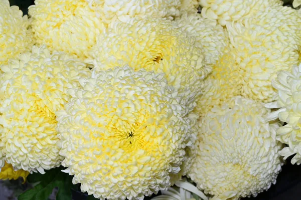 美しい花の花束夏のコンセプト近景 — ストック写真