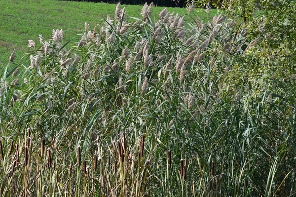 阳光普照的野草在室外生长的景象 — 图库照片