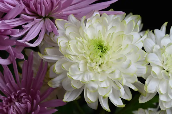 Букет Красивих Квітів Концепція Літа Вид Зверху — стокове фото