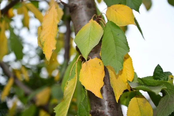 View Autumn Tree Branches Yellow Leaves — Stock Photo, Image