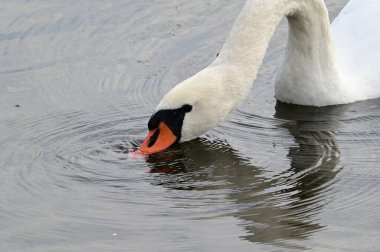 Güzel beyaz kuğu yaz günü göl yüzeyinde yüzüyor. 