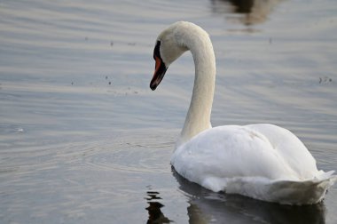 Güzel beyaz kuğu yaz günü göl yüzeyinde yüzüyor. 