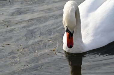 Güzel beyaz kuğu yaz günü göl yüzeyinde yüzüyor. 