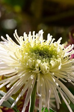 Güneşli bir günde bahçede büyüyen güzel çiçek. 