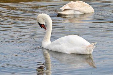 Güzel beyaz kuğular yaz günü göl yüzeyinde yüzerler. 