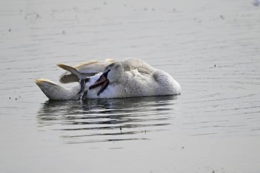Güzel beyaz kuğu yaz günü göl yüzeyinde yüzüyor. 
