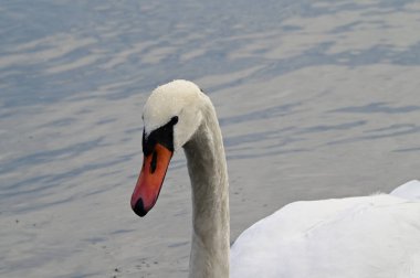 Güzel beyaz kuğu yaz günü göl yüzeyinde yüzüyor. 